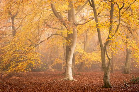 Autumn Woodland at Burnham Beeches - Elliot Hook Photography