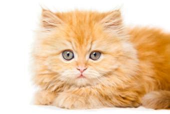 Understanding Doll Face Persian Kittens | LoveToKnow Pets