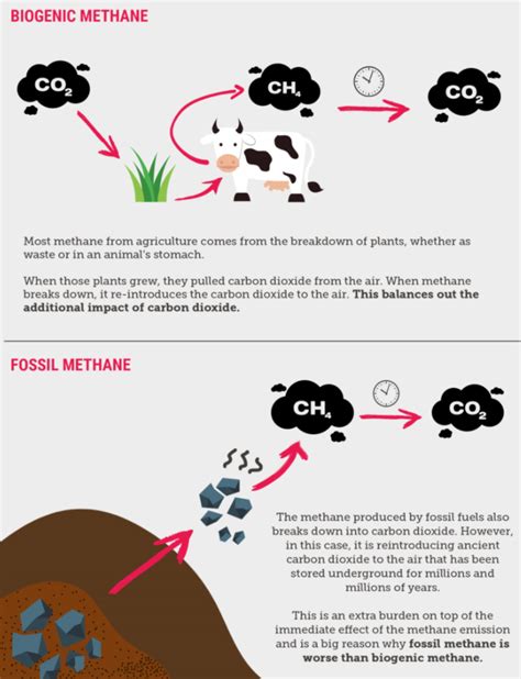 Understanding the Carbon Cycle | Australian Good Meat