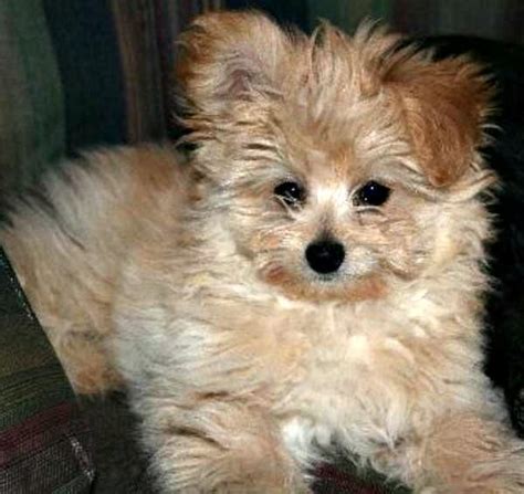 Mixed Breed Spotlight: Pomapoo (Pomeranian Poodle Mix) | Featured Creature | Poodle mix, Puppies ...