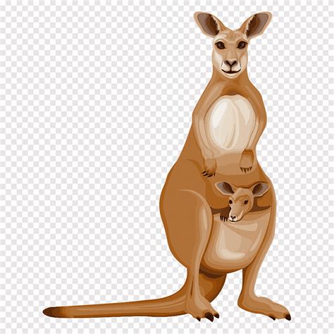 Kangaroo Cartoon Drawing, Cartoon Kangaroo, cartoon Character, comics ...