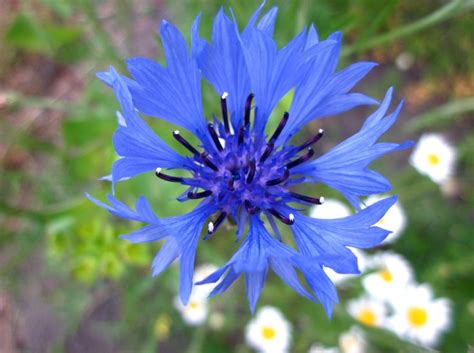 Blue Cornflower in Wildflower Garden | Wildflower garden, Wild flowers ...