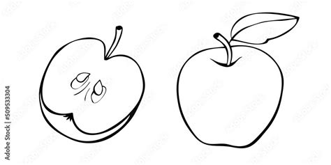 Vector contour drawing of whole and cut in half apple in doodle style. Hand-drawn isolated fruit ...