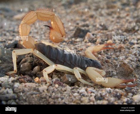 NEVADA. USA. Desert hairy scorpion (Hadrurus arizonensis). Great Basin Stock Photo - Alamy