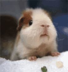 Hamster GIFs - Barnorama