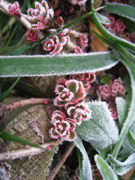 Frost flowers, photos, #1342027 - FreeImages.com