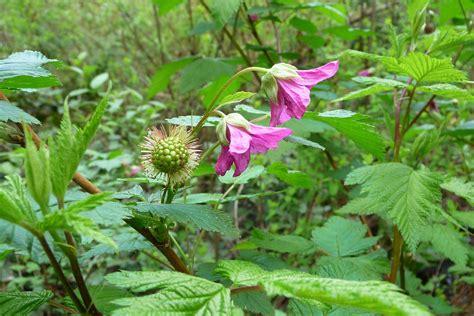 Salmonberry Flowers | I love to examine all the stages of a … | Flickr