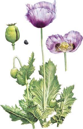 Opium poppy | Description, Drugs, & Seeds | Britannica