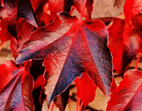 Proprietà salutistiche della Vite rossa - Laerbium pharma