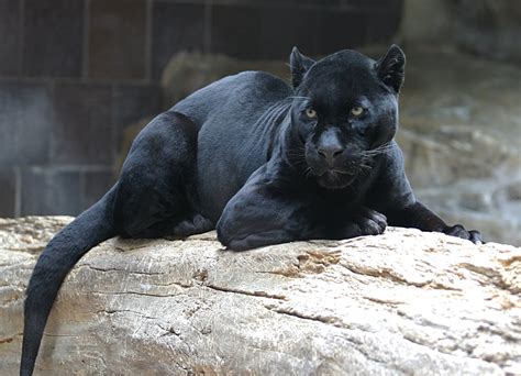 ShukerNature: THE TRUTH ABOUT BLACK PUMAS - SEPARATING FACT FROM FICTION REGARDING MELANISTIC ...