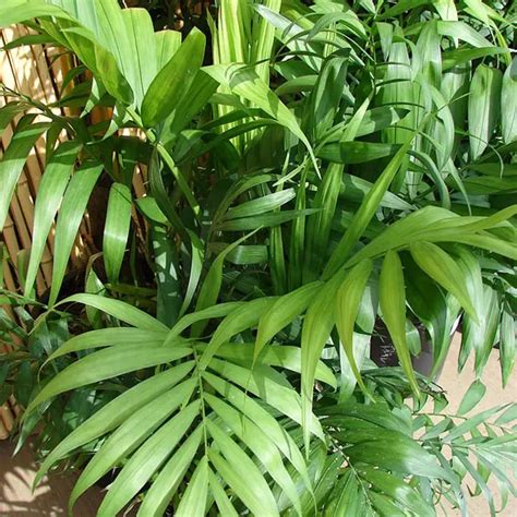 How to Grow the Parlor Palm Tree (Chamaedorea elegans)