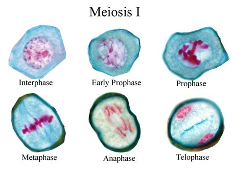 The Stages Of Meiosis 1