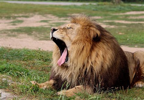 African Lion Safari: A Seriously Exotic Daytrip - Tourism Hamilton