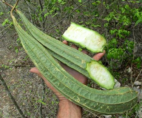 Luffa Acutangula In English - Angel Vegetable