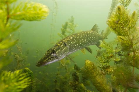 A Northern Pike in its natural habitat underwater, hiding among vegetation.