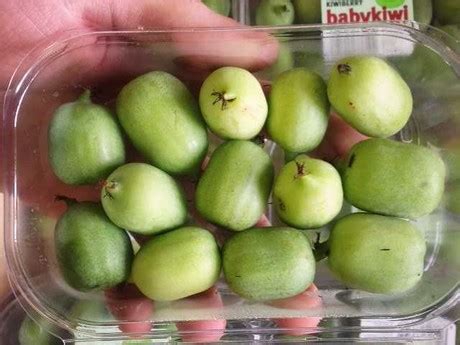 Baby Kiwi imports into the US about to commence