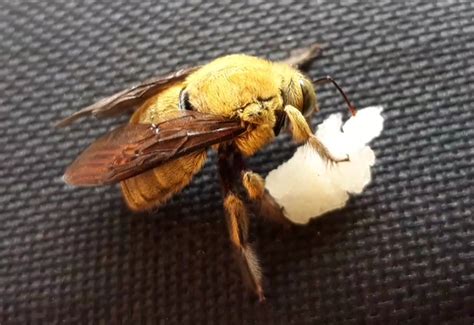 Carpenter Bee Life Cycle: A Quick and Fascinating Guide - What's That Bug?