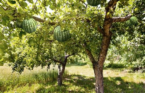 watermelon tree | "Scientists grow genetically modified watermelon ...