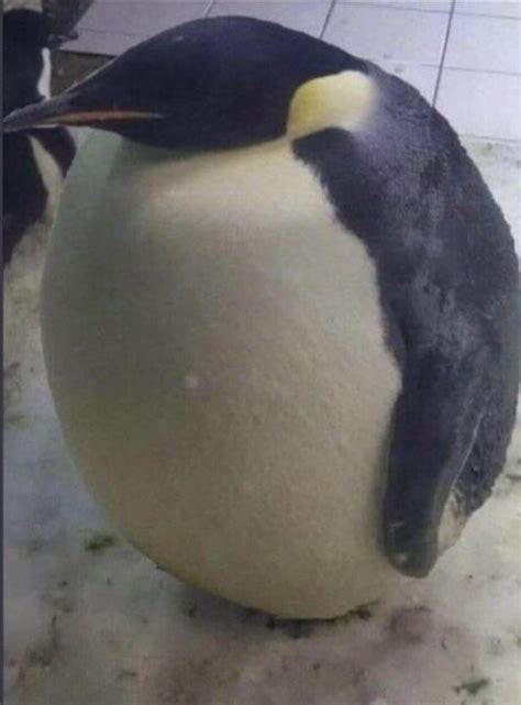 Pablo : r/penguin