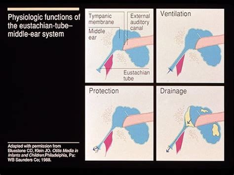 Eustachian tube final PP ANATOMY,EMBRYOLOGY,FUNCTIONS,DYSFUNCTIONS TREATMENT,PATULOUS ET