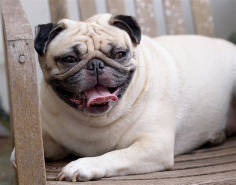 Cute pug dog stock image. Image of companion, funny, floor - 55856683