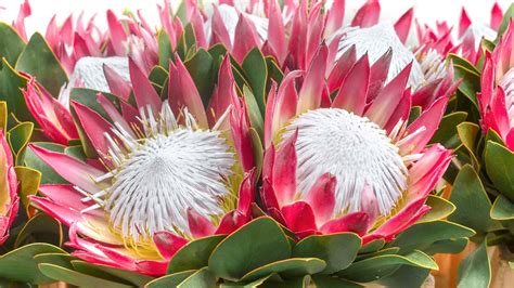 Discover The National Flower of South Africa: The King Protea - A-Z Animals