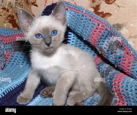 Cute two month old siamese blue point kitten pet cat on blanket Stock Photo: 4253289 - Alamy