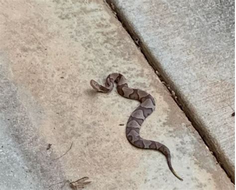 How to Identify a Baby Copperhead Snake (21 Pictures)