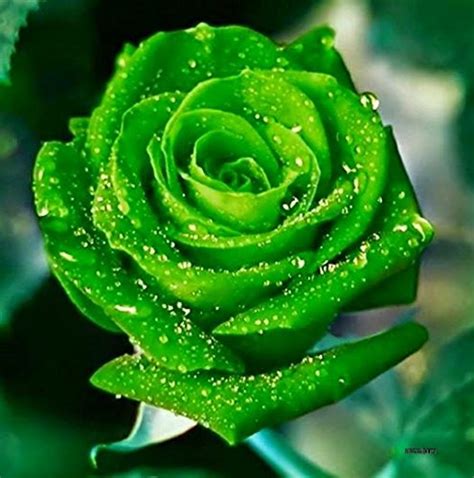 Buy Royal Paradise Garden"Emerald Green" Rose Flower Home Garden 1 Grafted Rose Live Online at ...