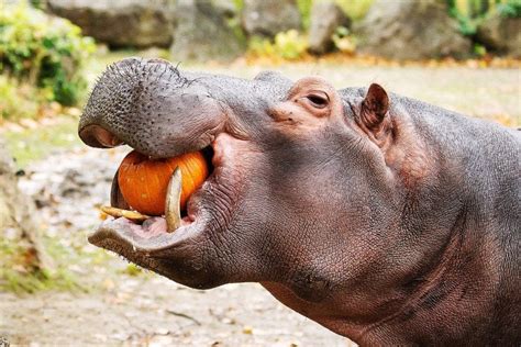 A hippo eats a whole pumpkin : r/pics