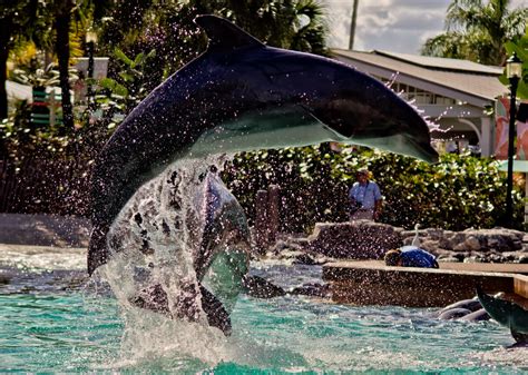 9 Best Ways to SEA Animals at SeaWorld Orlando - Park Savers