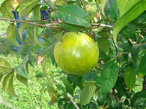 Araza Fruit (Eugenia Stipitata)- Guide To A Weird Exotic Fruit