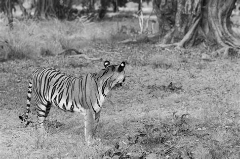 Ranthambore Photo Safaris, Ranthambore Tiger Photography, Ranthambore ...