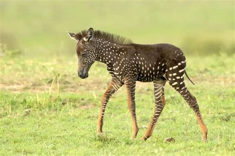 Rare baby zebra was born with polka dots instead of stripes