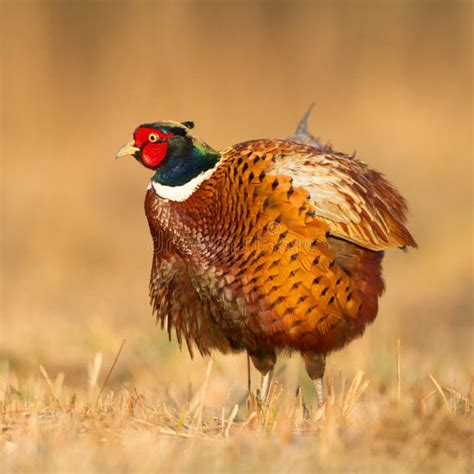 Male Common Pheasant Phasianus Colchius Ring-necked Pheasant in Natural ...