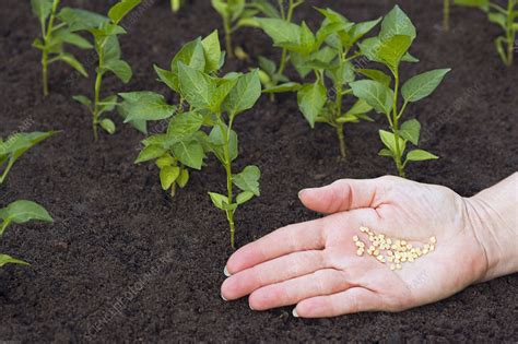 Chili pepper seeds - Stock Image - F031/5187 - Science Photo Library