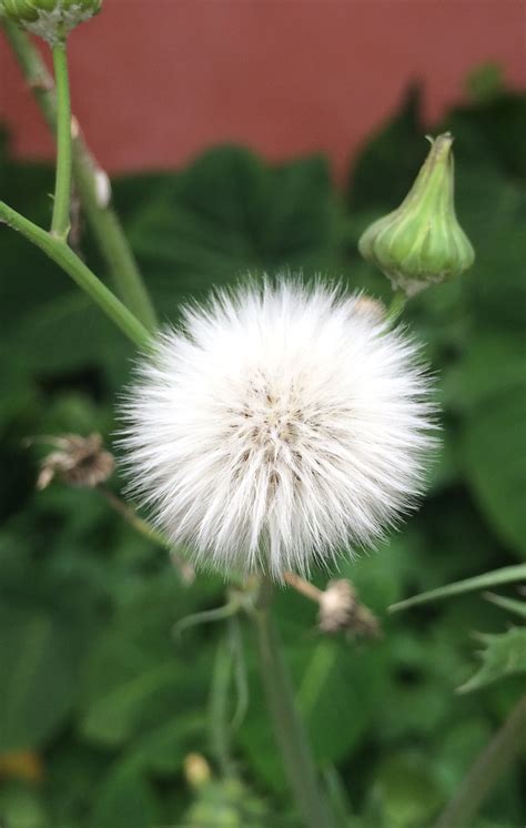 Y después de la flor, la semilla. Que hermosura. Que perfección! | Flores, Semillas, Jardines