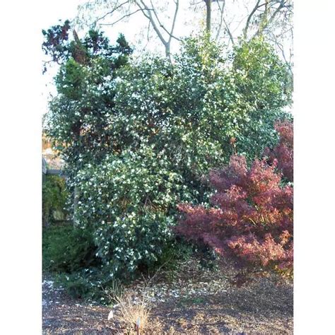 Camellia oleifera - Evergreen Leaves,Tree,Web page Navigation - Tea-oil ...