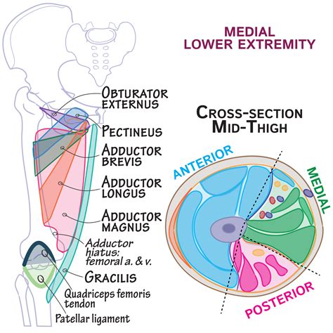 Gross Anatomy Glossary: Medial Thigh Muscles | Draw It to Know It