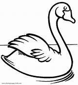 Swan color page  Bird Coloring Pages For Kids sketch template