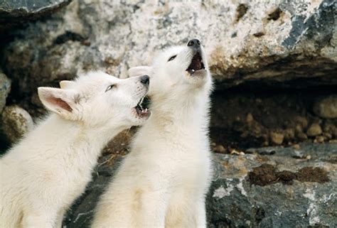 White Wolf : 15 Photos Of Adorable Howling Wolf Pups Will Make Your Day