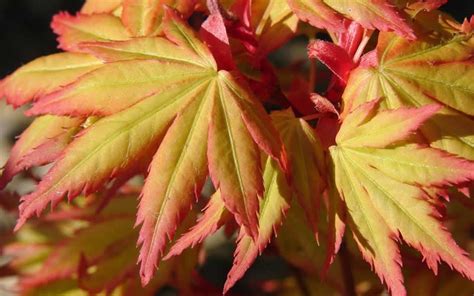 Orange Dream Japanese Maple - 3 Gallon - Tree - Japanese Maples ...