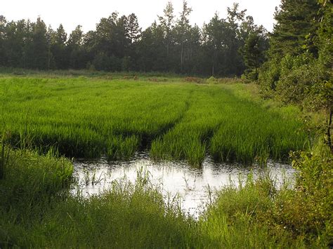 Santee, SC, near Lake Marion, Rice Fields | A rare example o… | Flickr