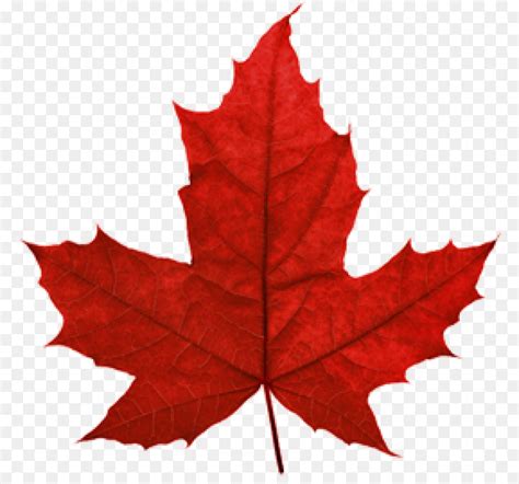 Flag of Canada Maple leaf 150th anniversary of Canada - happy woman png download - 4000*4000 ...