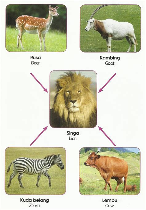 ANIMALS WORLD: DIFFERENT FOODS THAT ANIMALS EAT