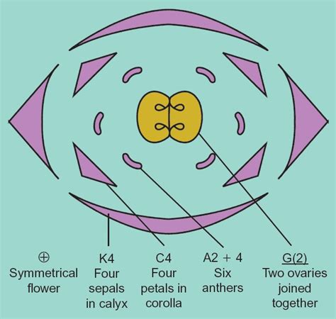 Principles of Horticulture