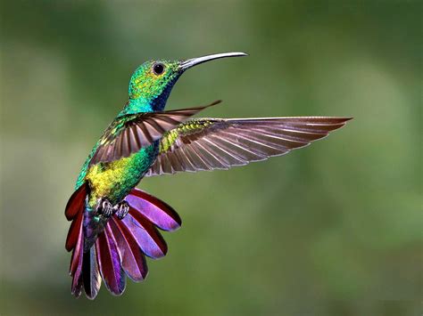 🔥 Download Colibri HD Bird Wallpaper by @dstafford | Colibri Wallpapers, Colibri Wallpapers,