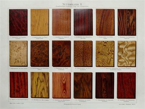 1894 Antique fine lithograph of WOOD TYPES. Includes rosewood