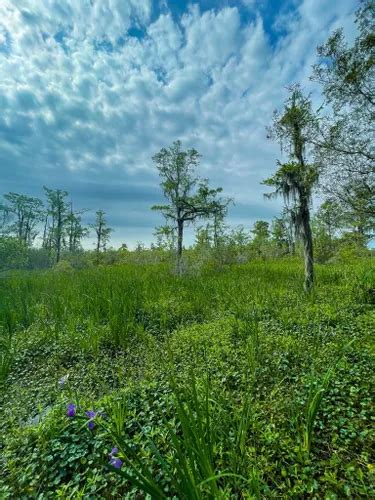 Best Hikes and Trails in Jean Lafitte National Historical Park and Preserve | AllTrails