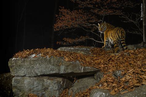 Taiga Tiger in the Night | Wildlife Photographer of the Year | Natural ...